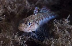 Very small Painted goby. Harris.
Scotland. D200,60mm. by Derek Haslam 